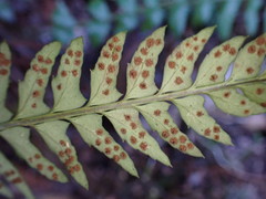 Polystichum echinatum