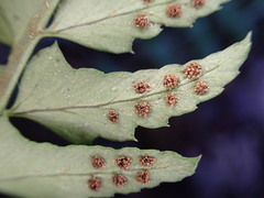 Polystichum echinatum