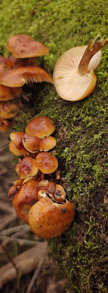 Flammulina · February 2026 · photo: © stuartfraser (iNaturalist, cc-by)