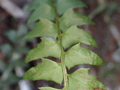 Polystichum echinatum