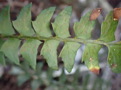Polystichum echinatum