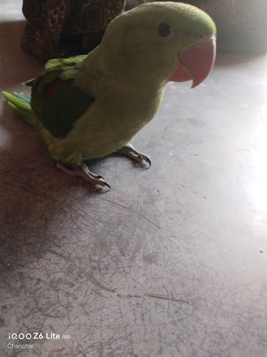 Alexandrine Parakeet