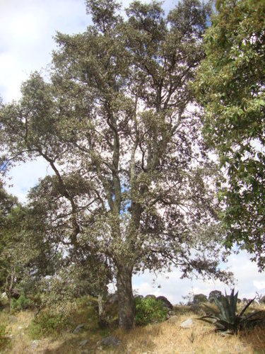 Quercus crassipes