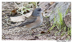 Junco hyemalis mearnsi