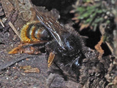 Osmia bicolor