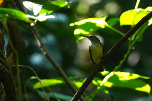 Little Spiderhunter (Arachnothera longirostra), photo 9