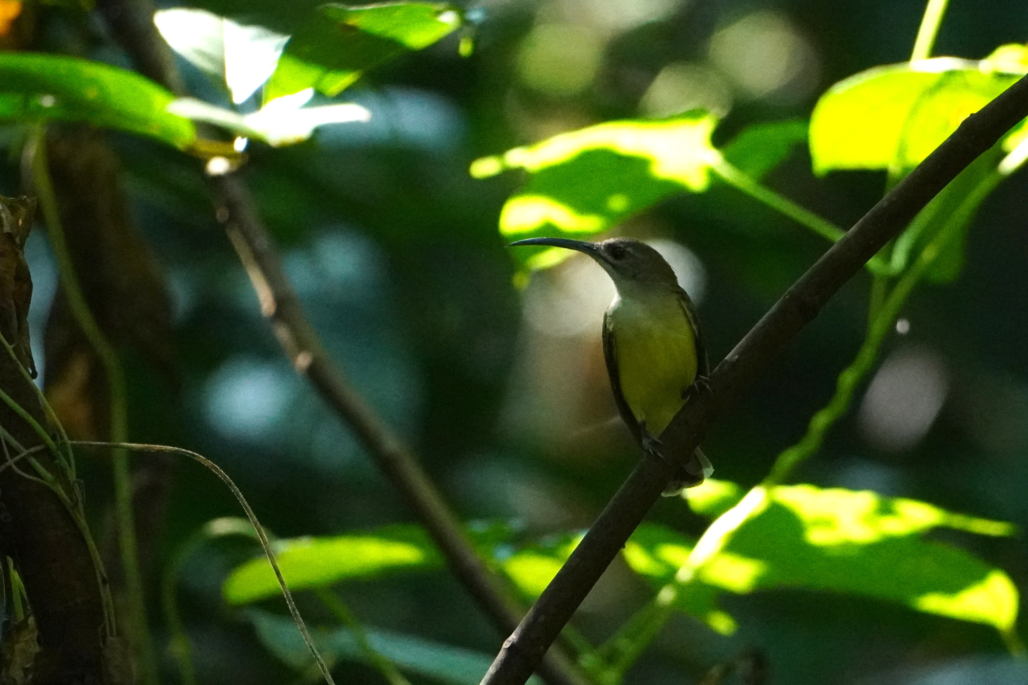 Little Spiderhunter (Arachnothera longirostra), photo 9