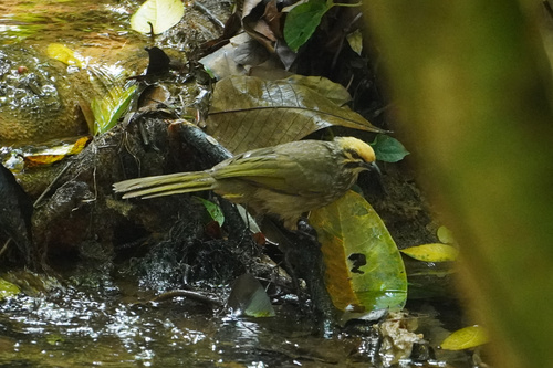 Straw-headed Bulbul (Pycnonotus zeylanicus), photo 5