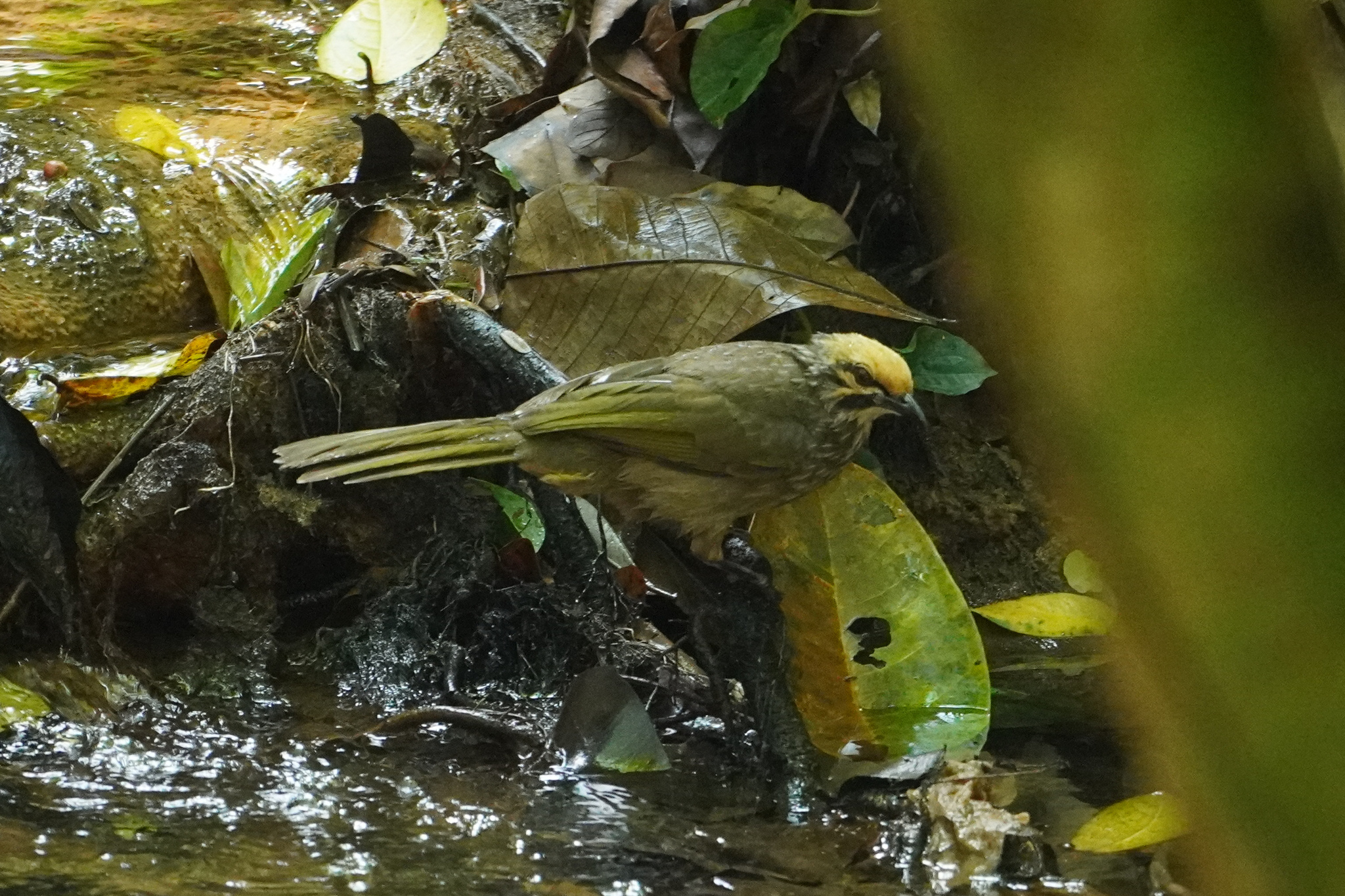 Straw-headed Bulbul (Pycnonotus zeylanicus), photo 8