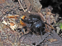 Osmia bicolor
