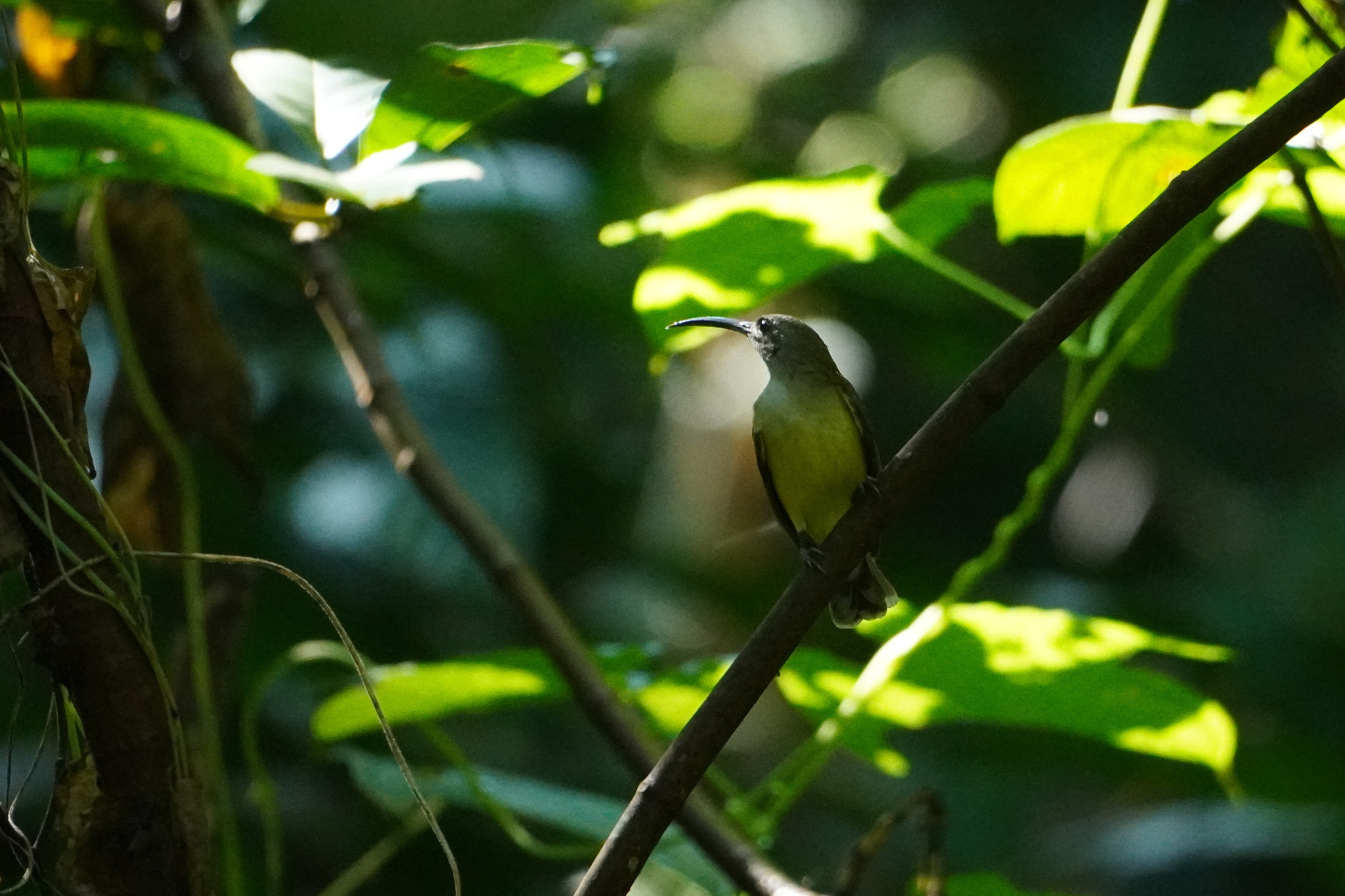 Little Spiderhunter (Arachnothera longirostra), photo 8