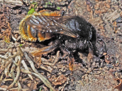 Osmia bicolor