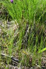 Juncus castaneus leucochlamys