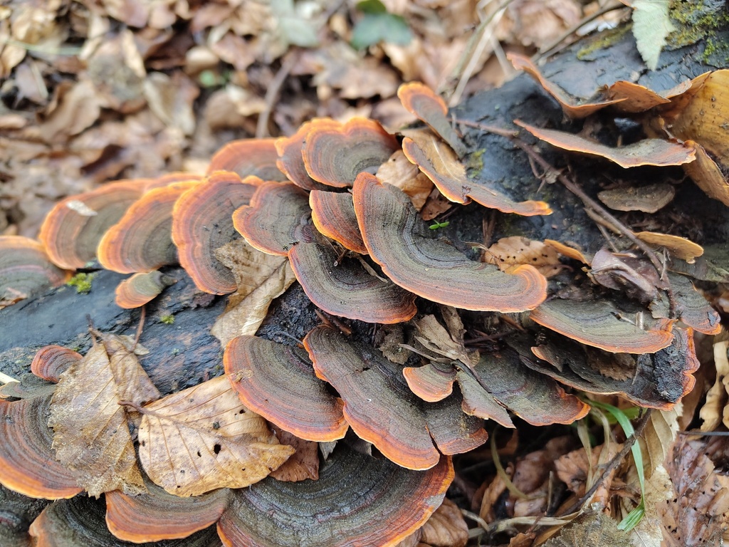 Stereum insignitum