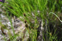 Juncus castaneus leucochlamys