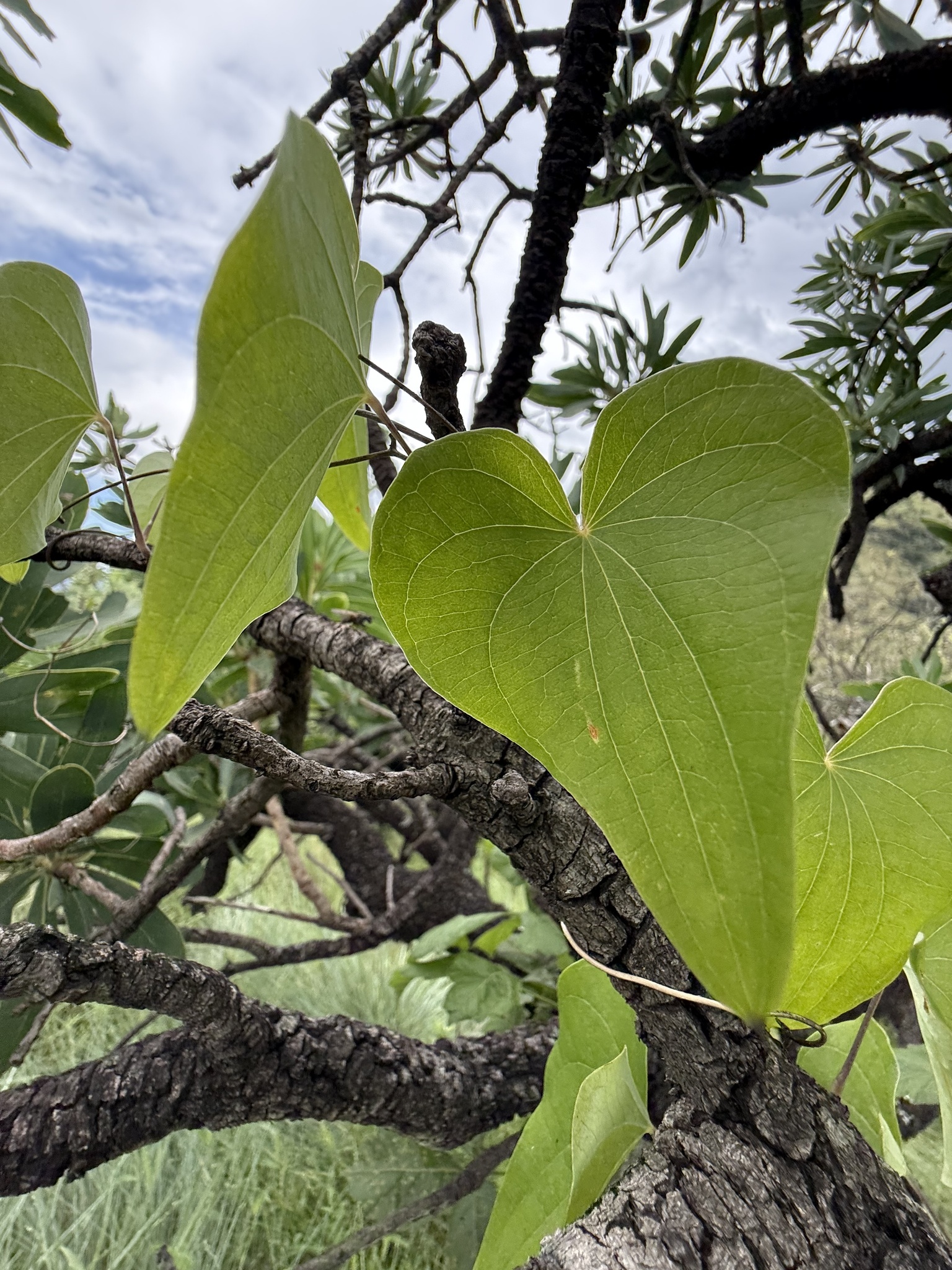 Imagem de Dioscorea sylvatica