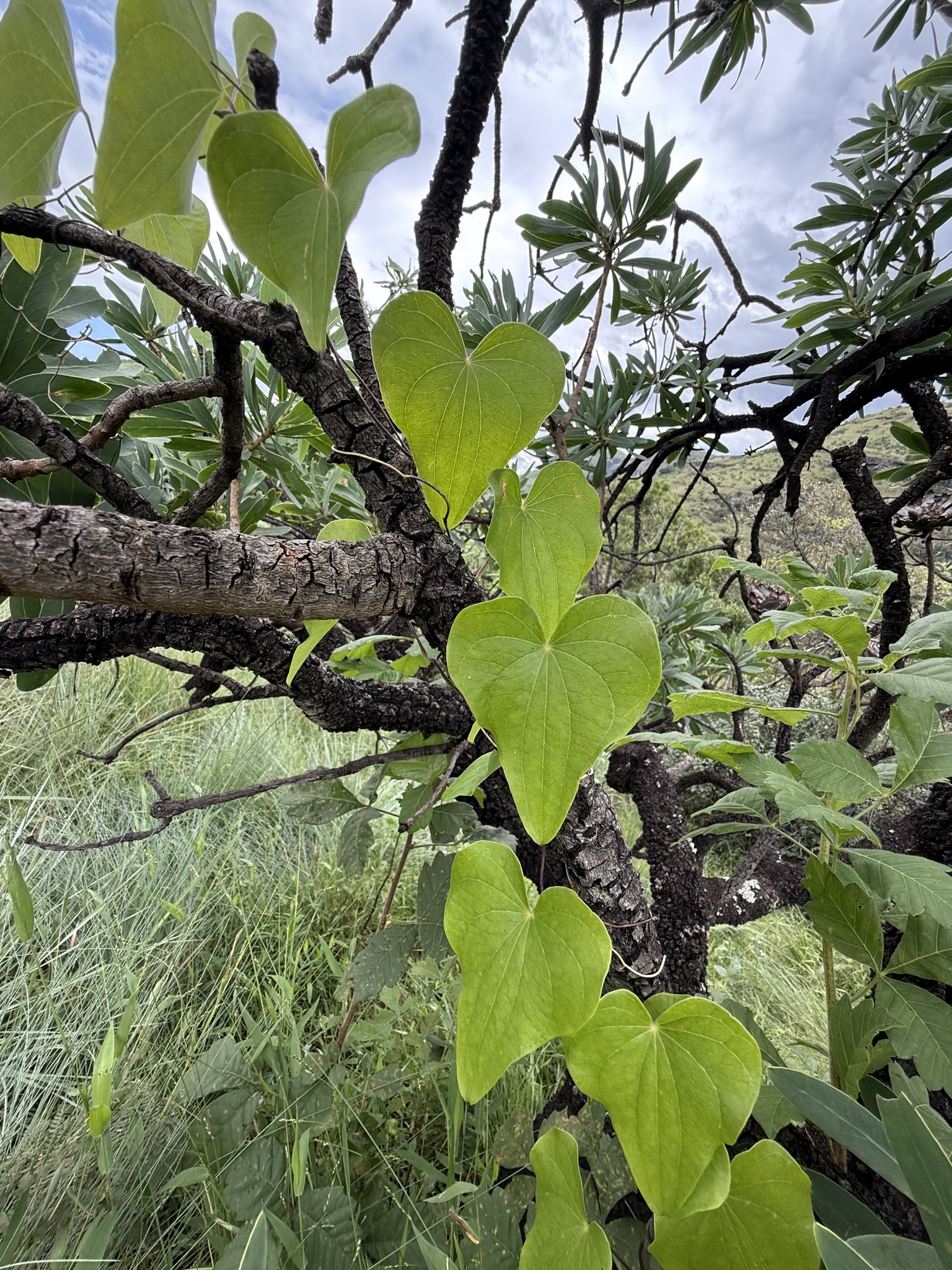 Imagem de Dioscorea sylvatica