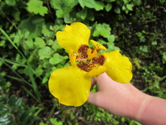 Hesperoxiphion peruvianum