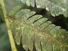 Pelazoneuron abruptum