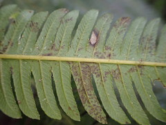 Pelazoneuron abruptum