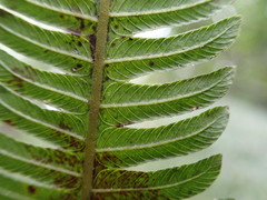 Pelazoneuron abruptum