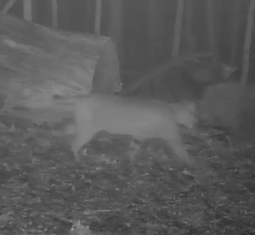 Bobcat photographed in Illinois