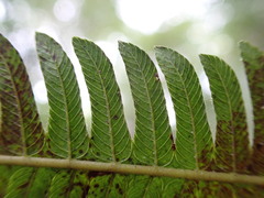 Pelazoneuron abruptum