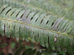 Pelazoneuron abruptum