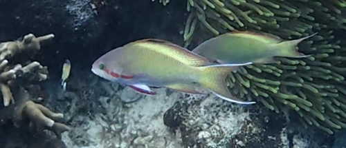 Pseudanthias huchtii