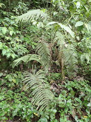 Pelazoneuron abruptum