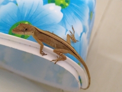 Anolis antonii