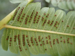 Pelazoneuron abruptum