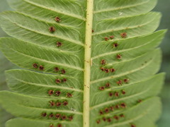 Pelazoneuron abruptum