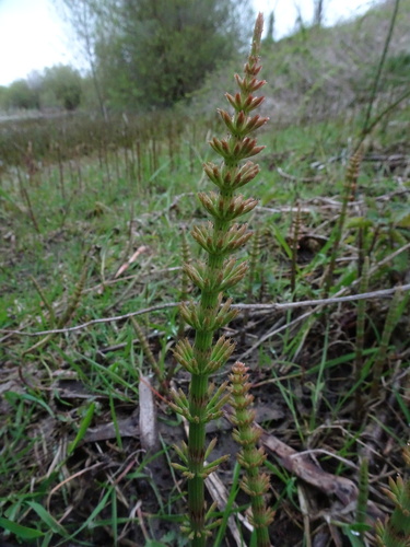 Equisetum × litorale, photograph 5