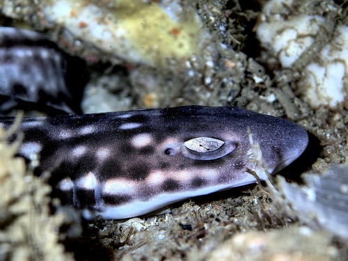 Coral catshark (Atelomycterus marmoratus) — Scyliorhinidae