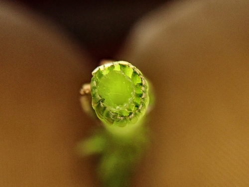 Equisetum × litorale, photograph 6