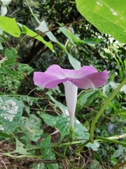 Ipomoea dumosa