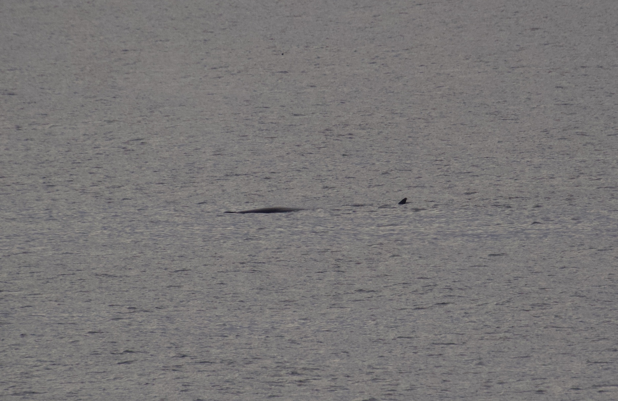 Balaenoptera borealis