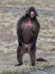 Theropithecus gelada