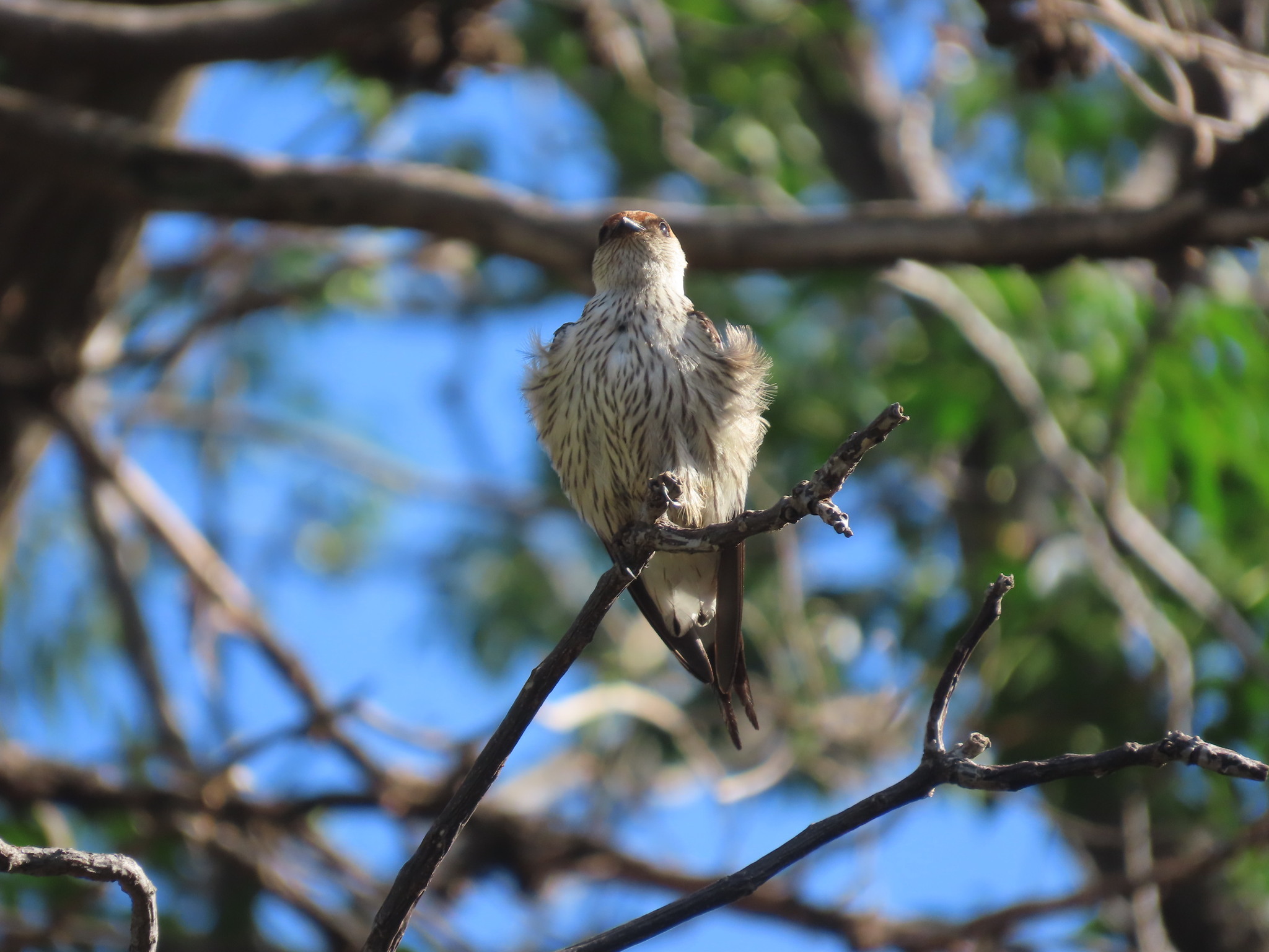 Greater Striped Swallow (Cecropis cucullata), photo 7