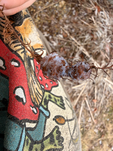 Unknown species found near W Merryway Ln, Bloomington, IN, US