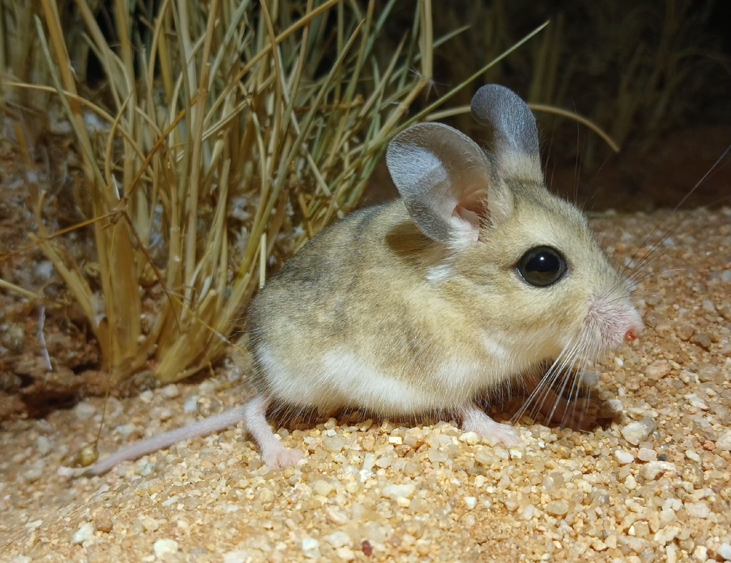 Large-Eared African Desert Mouse