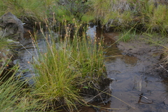 Juncus castaneus leucochlamys