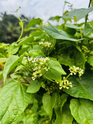 Mikania cordata observed 2026-02-19
