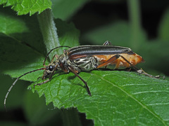 Stenocorus meridianus