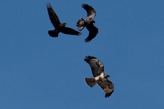 Buteo jamaicensis