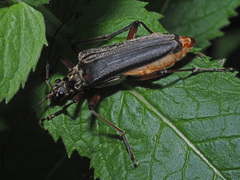Stenocorus meridianus