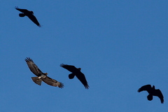 Buteo jamaicensis
