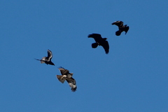Buteo jamaicensis