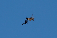 Buteo jamaicensis